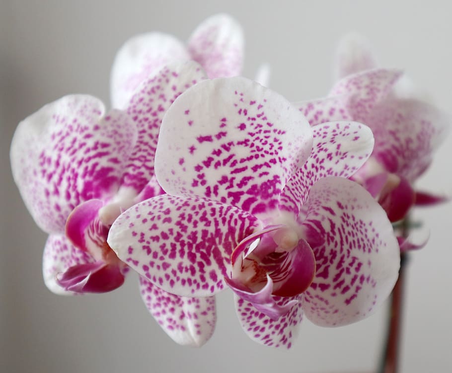orchid, phalaenopsis, můrovec, flower, white, purple, close-up, beauty in nature, vulnerability, fragility