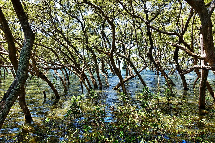 mangroves during daytime, trees, swamp, environment, green, wetland, reserve, scenic, nature, water