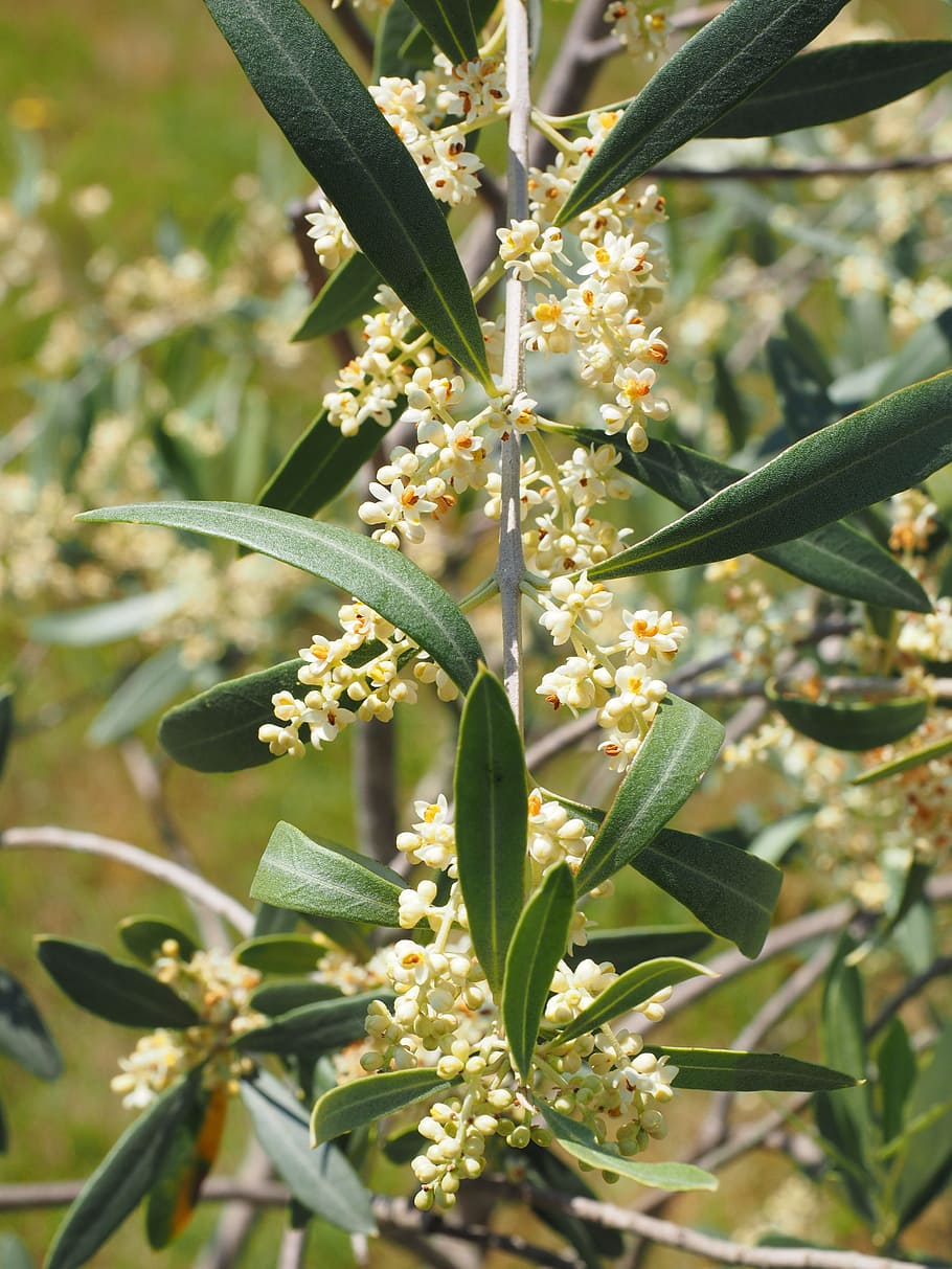 Flowers, White, Oblong, Olive Tree, olive blossoms, olea europaea, real tree, olea, olivier, olive crop