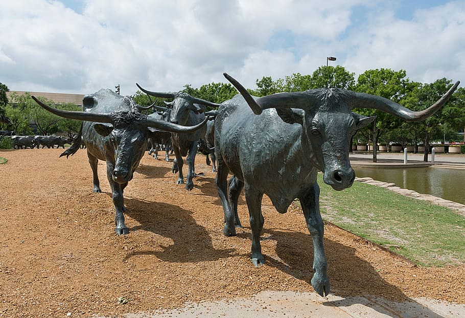 Dallas, Texas, Bronze, Steers, Cattle, dallas, texas, statues, outside, art, artwork
