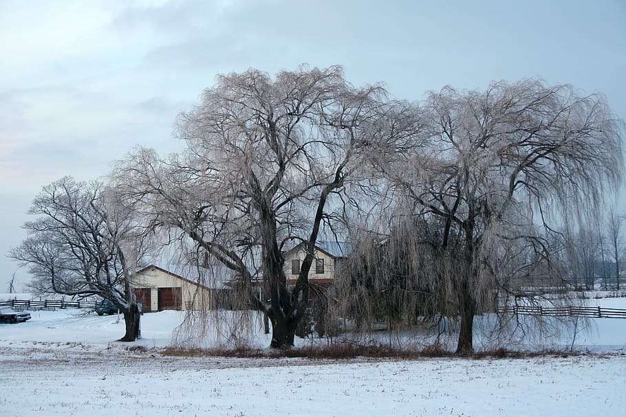 rumah, musim dingin, salju, tempat tinggal, rumah pertanian, pertanian, pohon, rumah kota, bangunan, lingkungan