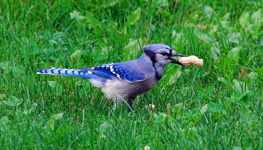 blue, woodpecker, peanut, grass field, grass, field, bird, bluejay, jay, wildlife