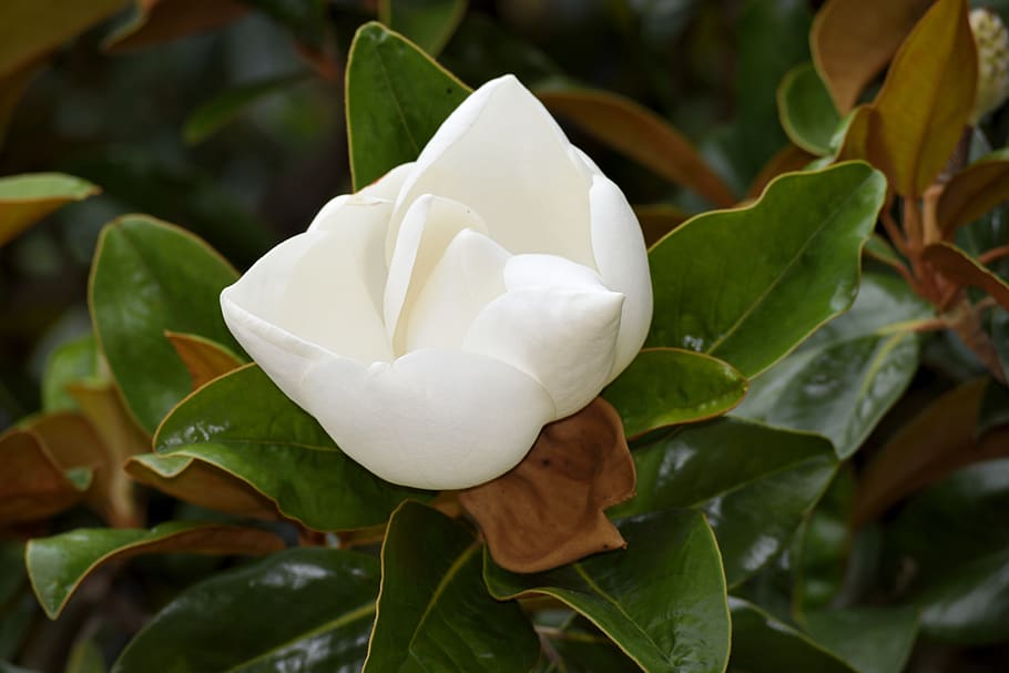 flor de magnolia, floreciente, magnolia, árbol, planta, floración, flor, naturaleza, jardín, primavera