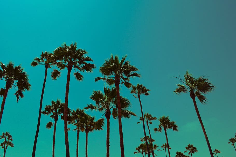 pohon-pohon palem, Los Angeles, California, alam, langit, musim panas, perjalanan, uSA, biru, pohon palem