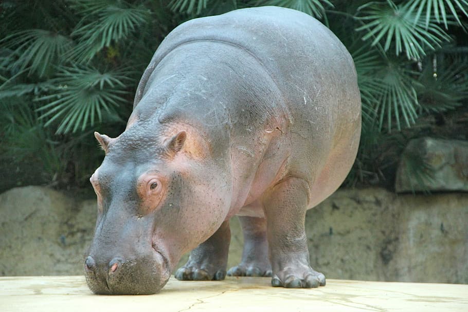 hipopótamo, verde, hojeado, planta, zoológico, animales, un animal, día, sin gente, al aire libre