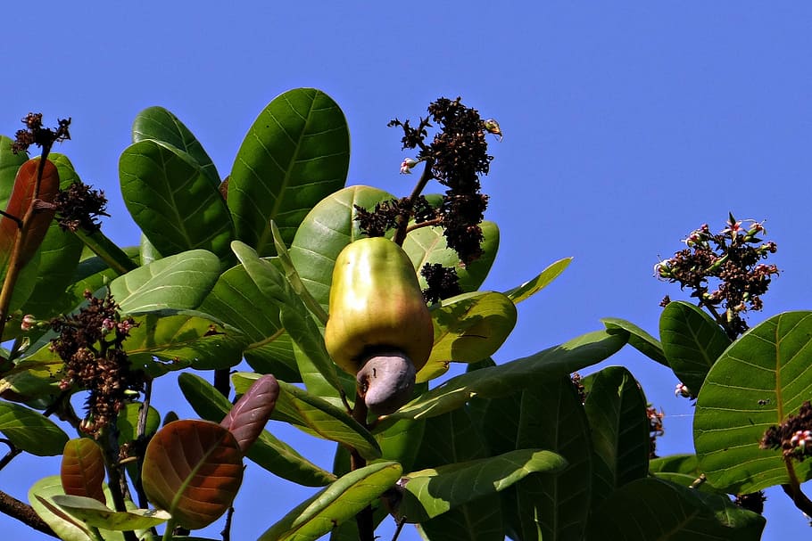 Cashew Nuts, Fruit, Tree, Anacardiaceae, fruit, tree, mango family, ripe, yellow, india, growth