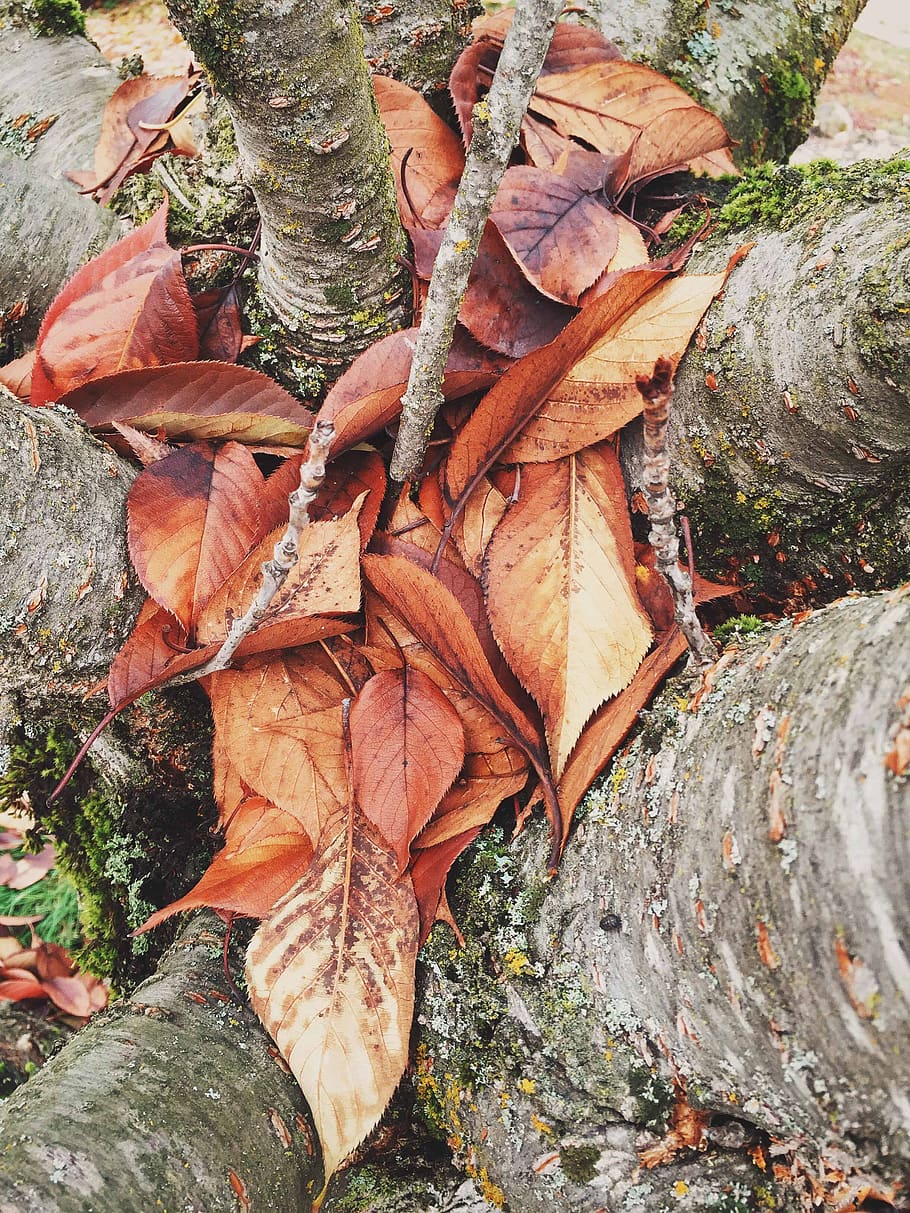 tree trunks, leaves, forest, woods, nature, bark, plant part, leaf, change, autumn