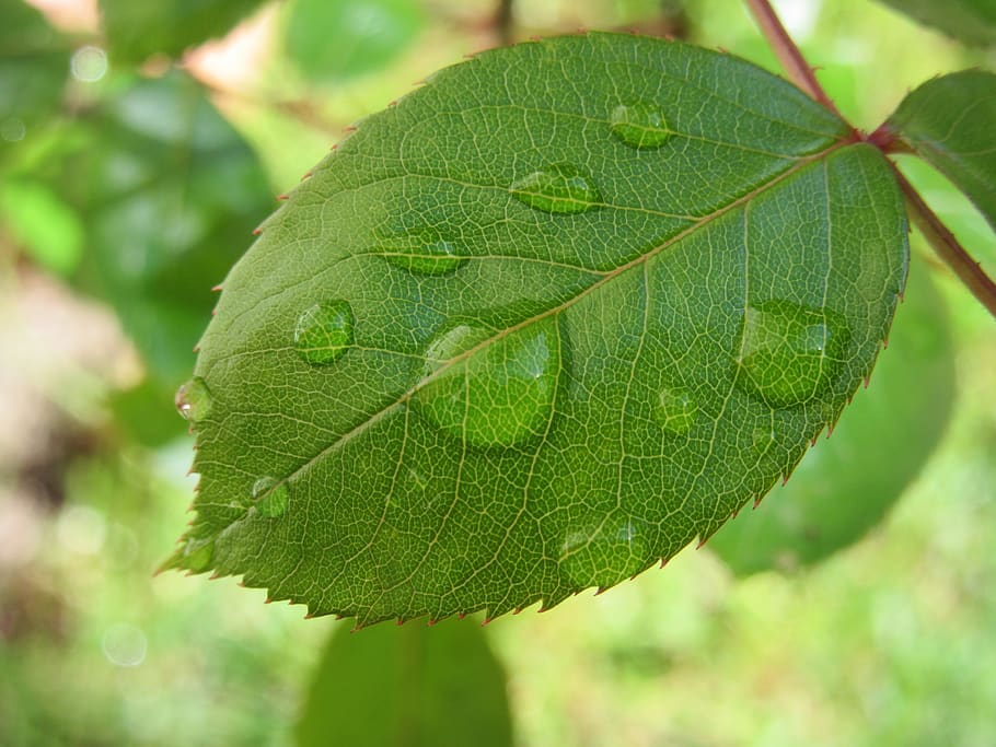 leaf, drip, rose, rosenblatt, jagged, drop of water, raindrop, plant part, green color, close-up