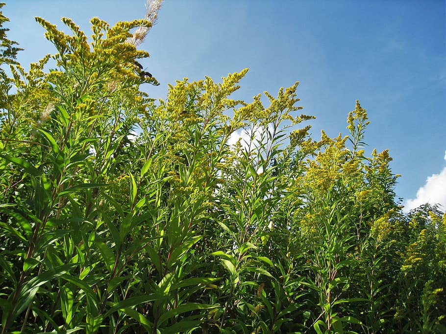 Goldenrod, Bees, Solidago, Gold, Rhombus, gold rhombus, genus, composites, bee-friendly, herbaceous plant