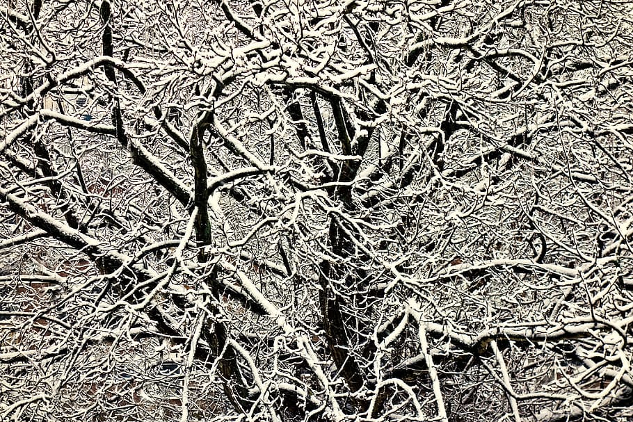 tree top, branch, snow laden branch, snowy tree, winter, tangle, tangled branches, seasonal, december, plant