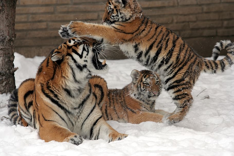 três, tigres, marrom, parede de tijolos, mãe, fêmea, filhotes, neve, inverno, gato grande