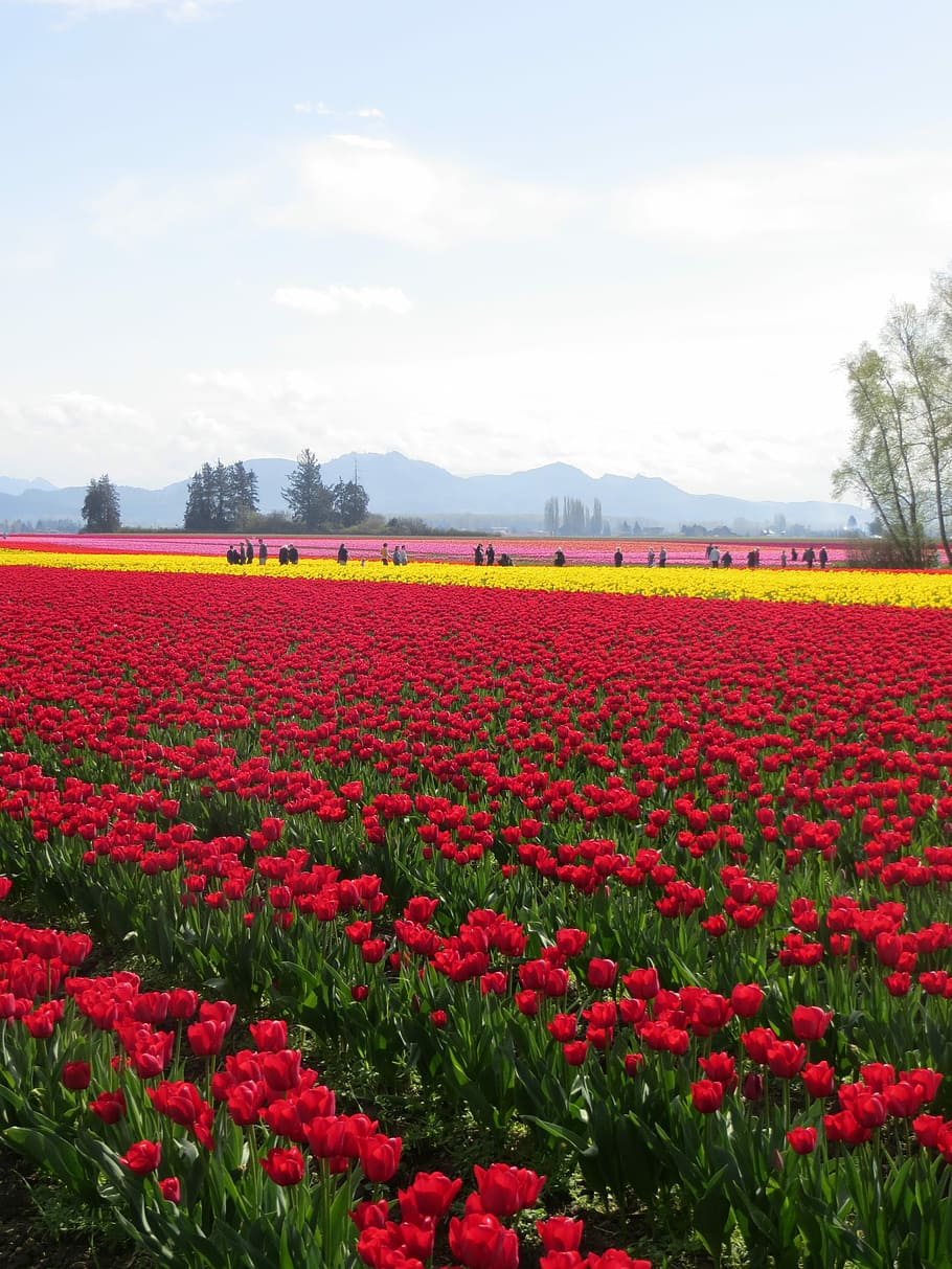 Tulipán, campo, tulipanes, flor, campo de tulipanes, rojo, jardín, natural,  color, floración | Pxfuel