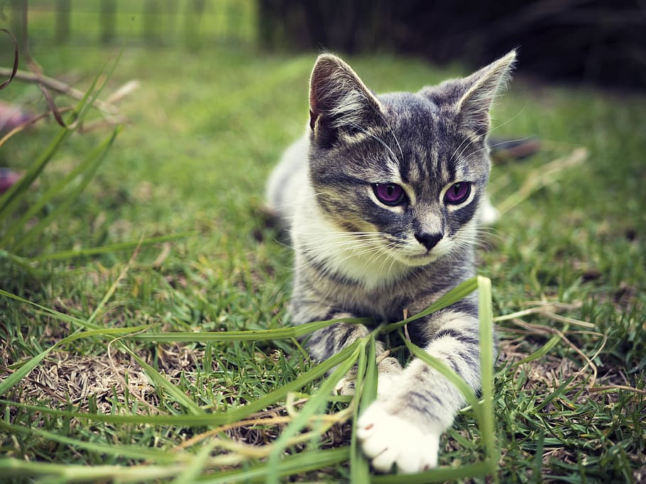 gray, white, cat, lying, green, grass, daytime, kitten, domestic, pet
