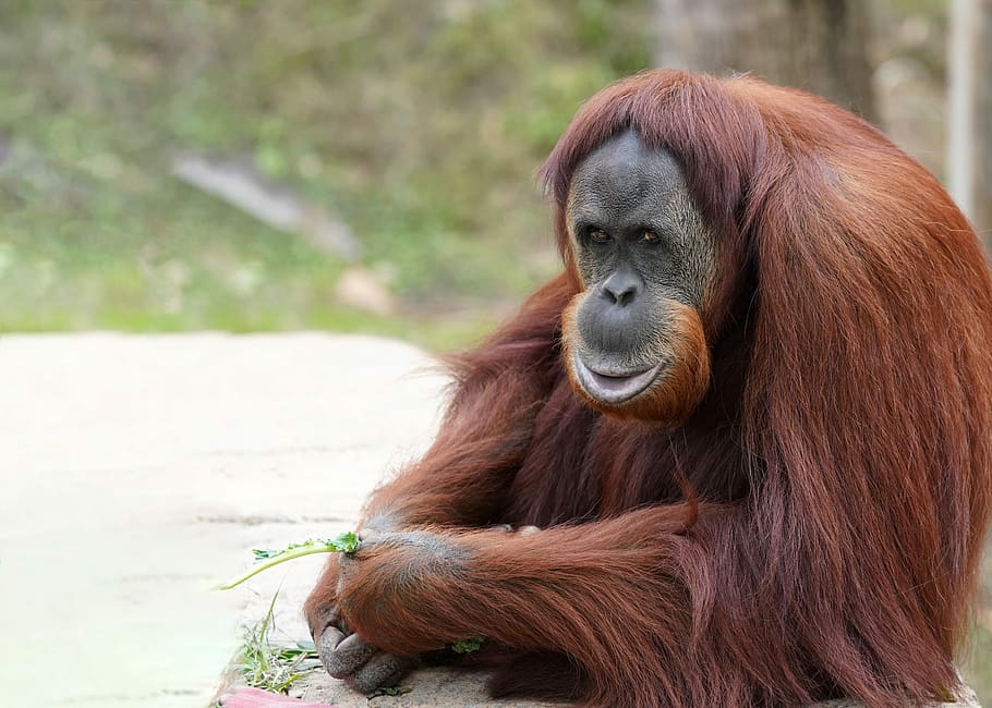 orangutan holding plant, orangutan, monkey, primate, ape, wildlife, animal, sumatran, rainforest, endangered