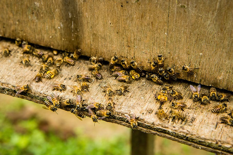 Beekeeping, Insect, Honey Bee, bees, worker, beehive, honey, box, wood, garden