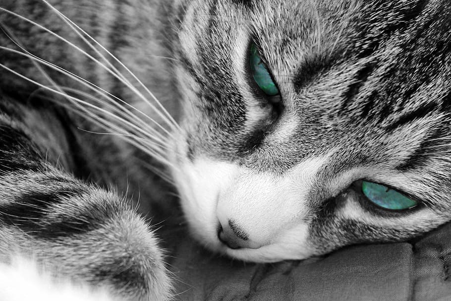 silver, tabby, cat, blue, eyes, black and white, whisker, domestic, domestic animals, mammal