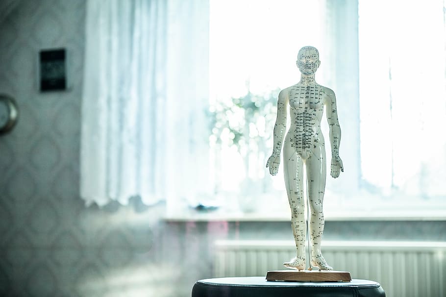 white, pressure points scale mannequin, overlooking, window, inside, well, lighted, room, osteopathy, acupuncture
