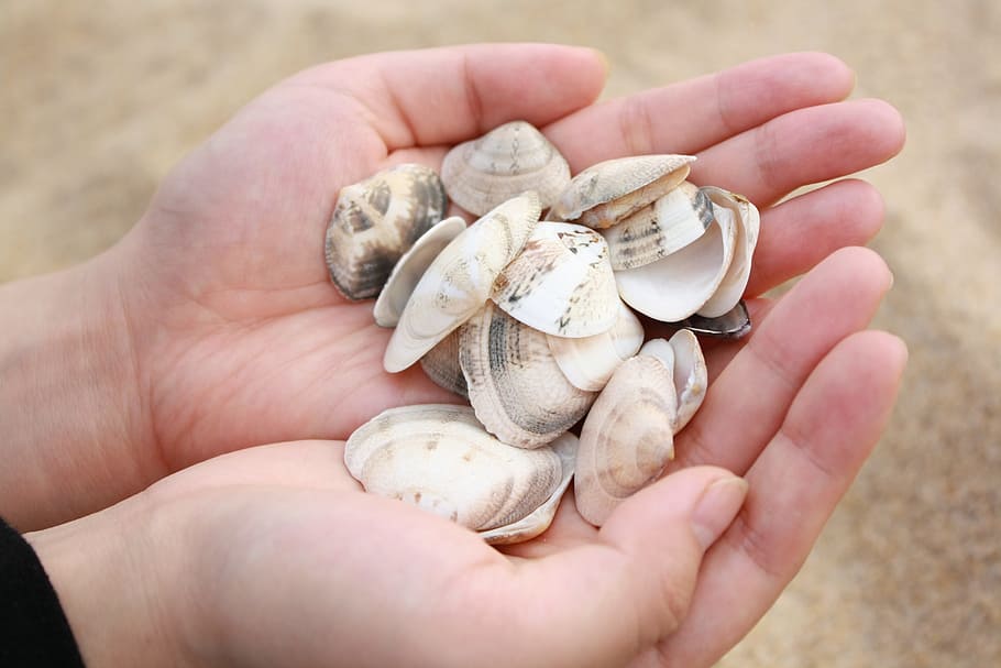 clam, beach, hand, sand, peel, husks, sculpture, sea, pattern, holding