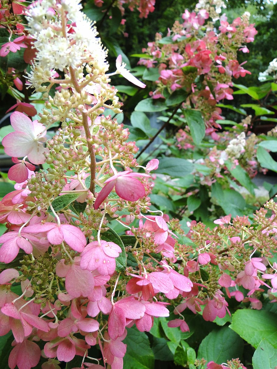 Hydrangea, Perennial, Pinky, Winky, pinky winky, flowers, bloom, pink, paniculata, elongated