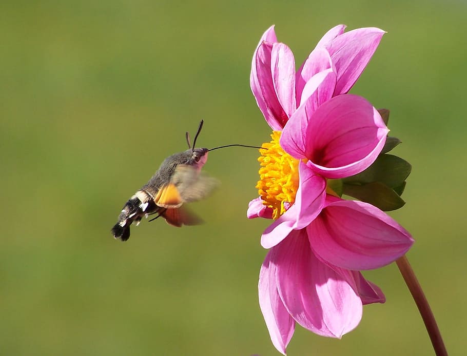 brown, black, hummingbird moth, flight, pink, petaled flower, closeup, humming bird, harvesting, flower