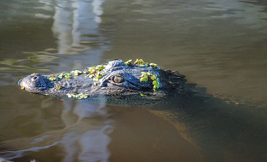 alligator, american alligator, gator, amphibian, louisiana, predator, bayou, dangerous, reptile, swamp