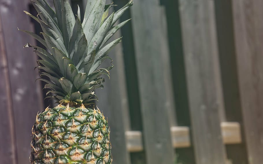 fence, fruit, pineapple, summer, summer vibes, summertime, tropical, tropical fruit, close-up, food