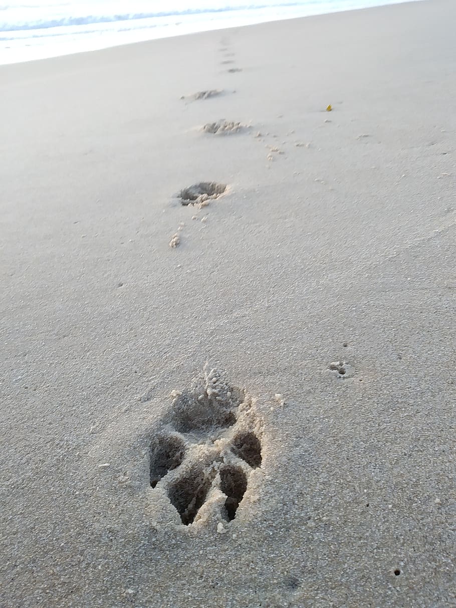 pegada, cão, humano, areia, mar, de praia, terra, ninguém, vista de alto ângulo, natureza