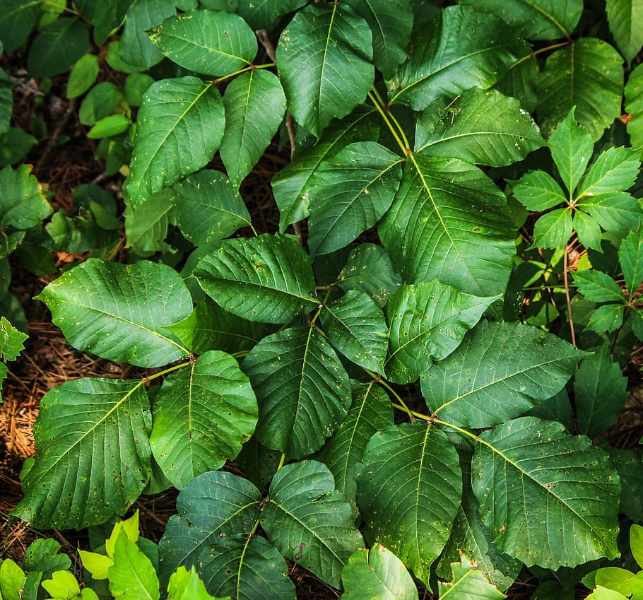Poison Ivy, Radikal Toxicodendron, gatal, iritasi, ruam, menyakitkan, anggur, daun, alam, Warna hijau