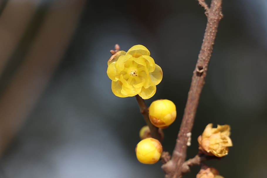 alam, bunga prem, chimonanthus praecox, tahun baru Cina, musim dingin, close-up, tanaman, kuning, bunga, pertumbuhan