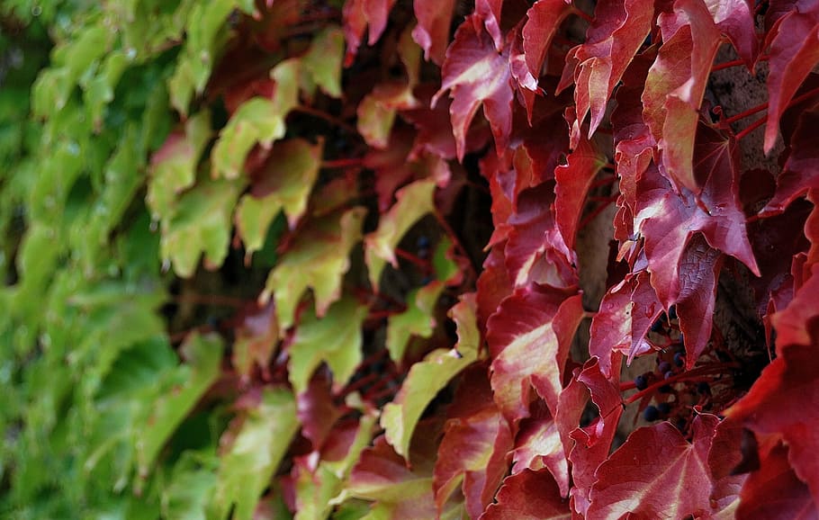 ivy, teduh, menjalar, daun, alam, tanaman, musim gugur, bingkai penuh, latar belakang, merah