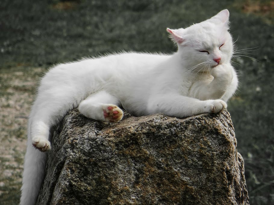 white, cat, licking, paw, lying, brown, stone, animal, lick, animal world