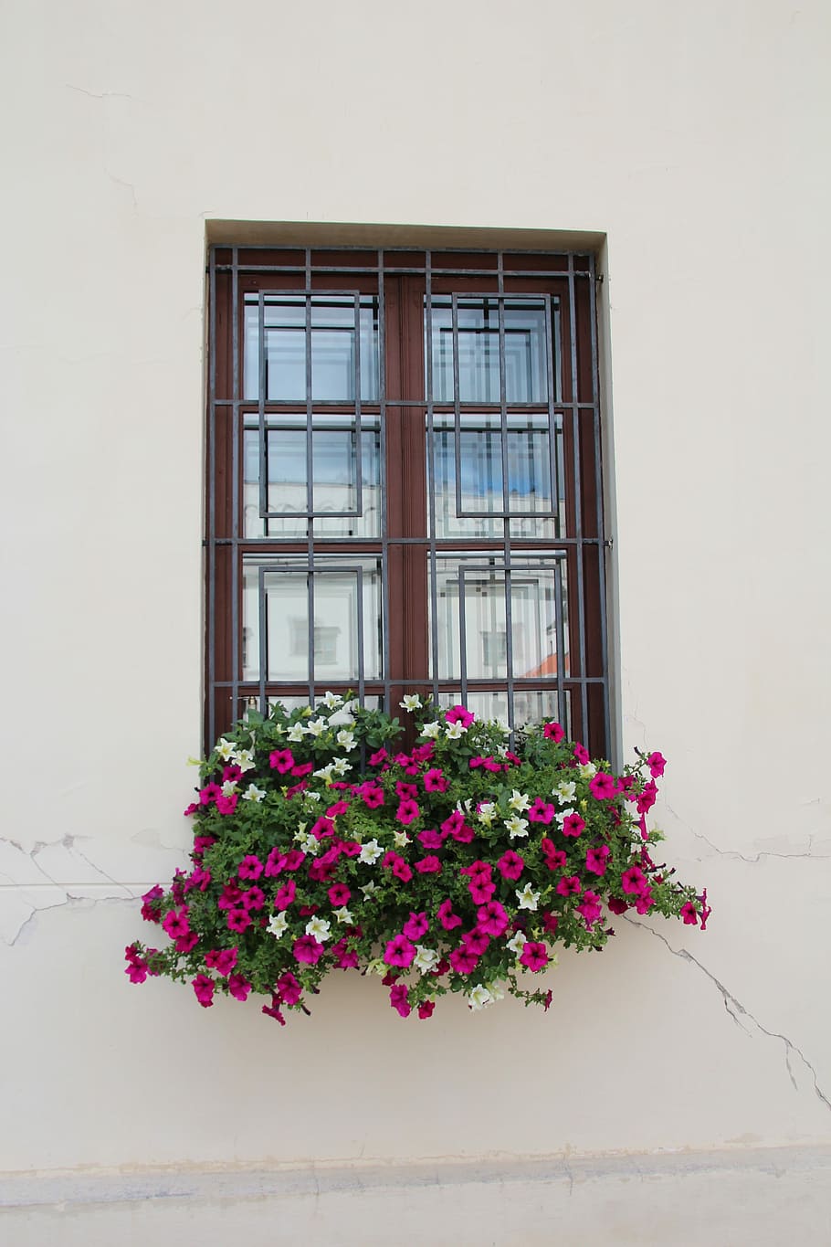 Window, Flower Box, Decoration, Flowers, flower, day, building exterior, pink color, flowering plant, plant