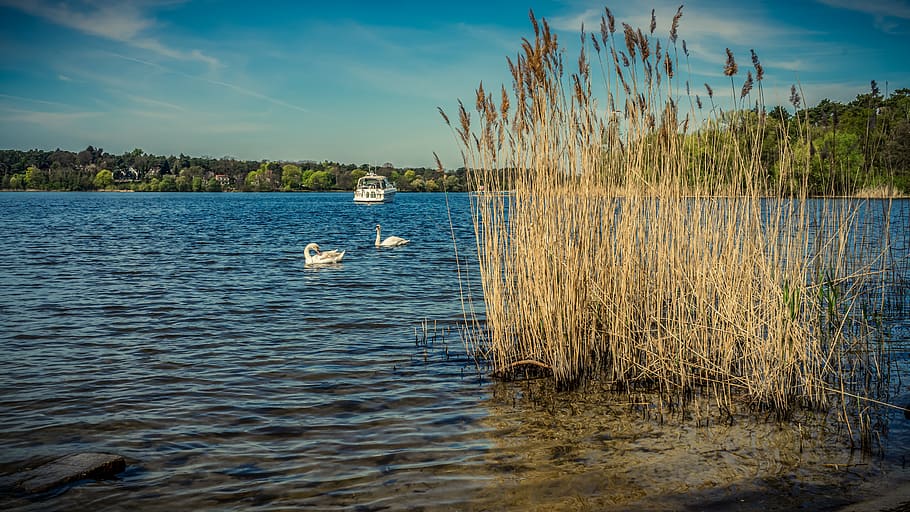 water, lake, swan, reed, nature, landscape, boat, sky, scenic, green