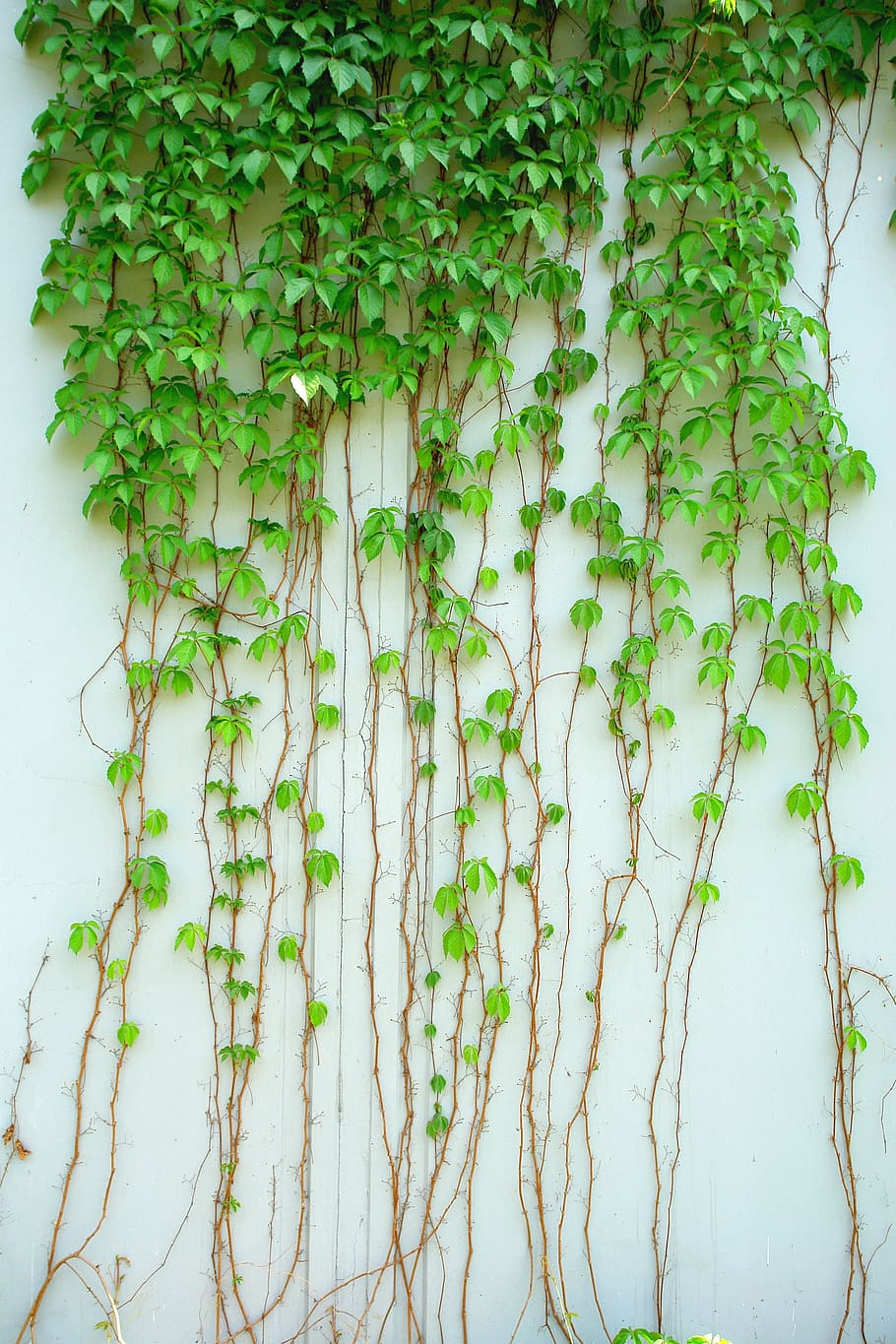 green leaf plant, ivy, vine, plant, green, leaf, green leaf, climbing, nature, backgrounds