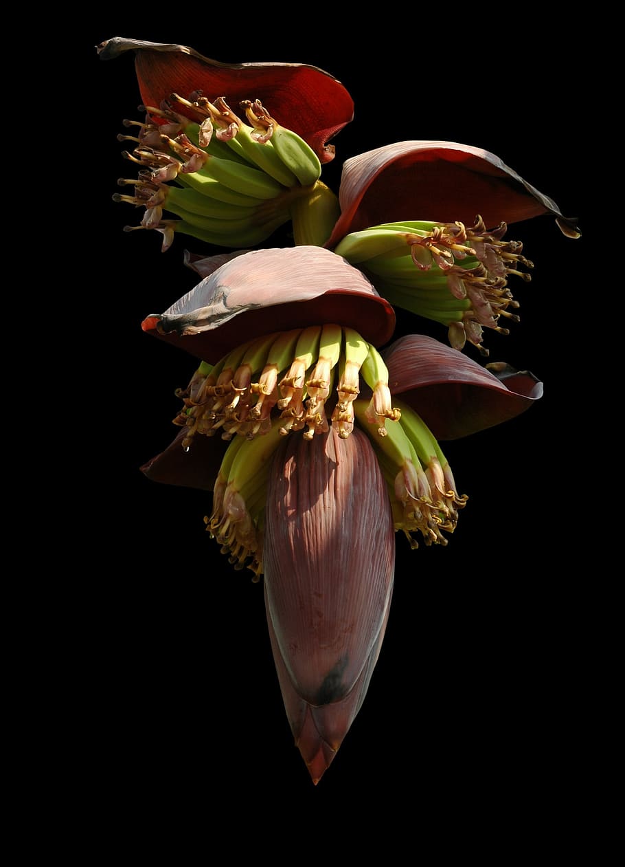 バナナの花の写真, バナナの花, 小さなバナナ, 低木, スタジオ撮影, 花, 開花植物, 黒背景, 屋内, 鮮度