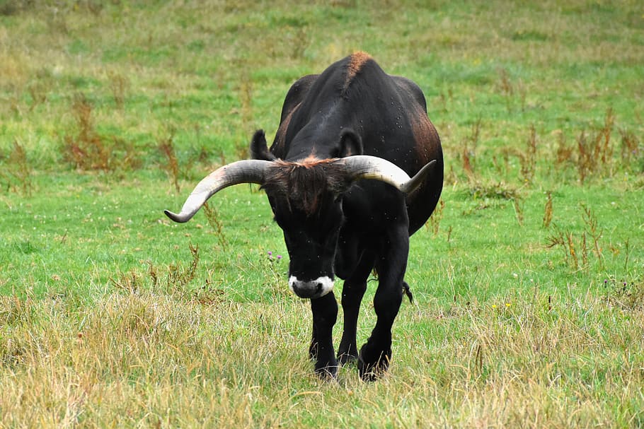 bull, bos, auroch, prairie, pastures, field, bovine, cattle, mammal, animal themes