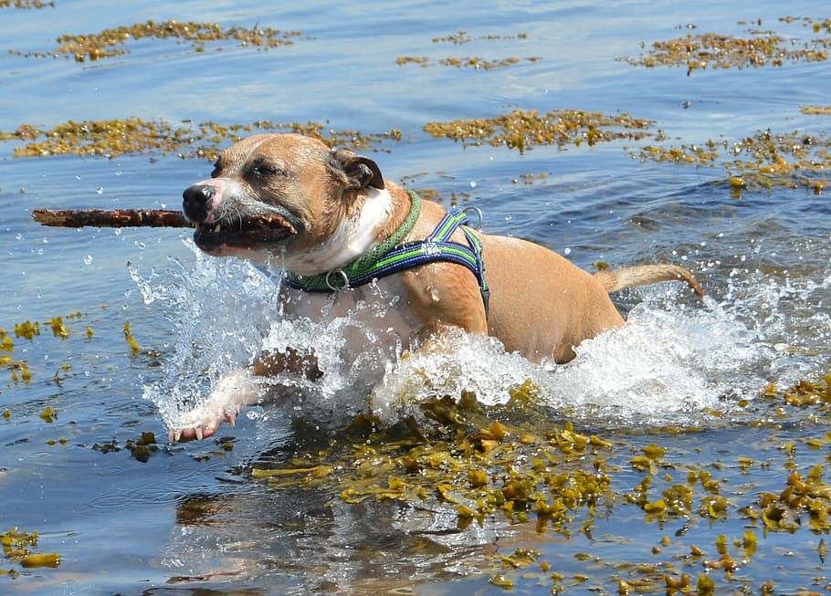 perro, amstaff, pitbull, staffordshire americano, agua, mar báltico, agua salada, algas, stafford, pit bull