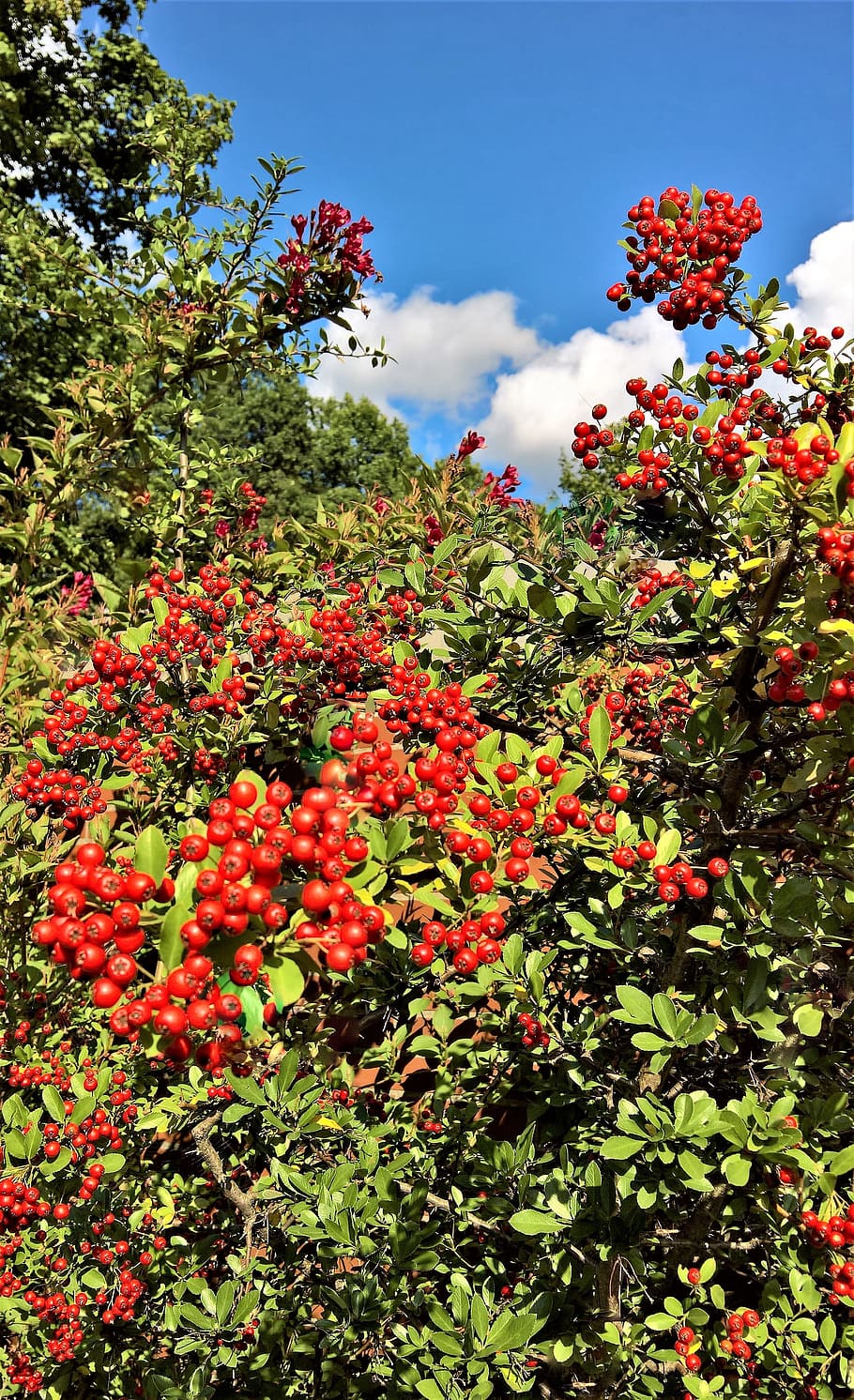 plant, cotoneaster, bush, ornamental plant, many berries, red, bright, autumn, growth, beauty in nature