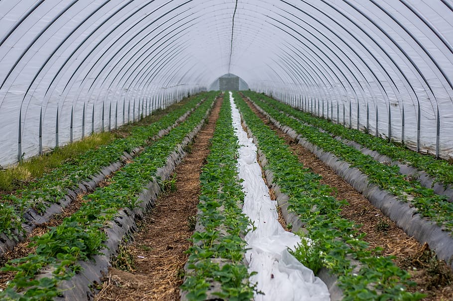 wall tunnel, slide tunnel, strawberries, strawberry breeding, cultivation, protected, agriculture, strawberry cultivation, forcing, fruit growing