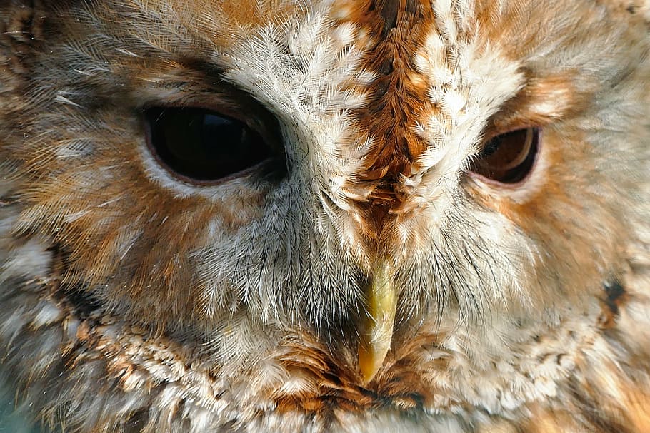 close-up photography, brown, owl, bird, hunter, nocturnal, predator, feather, alertness, beak