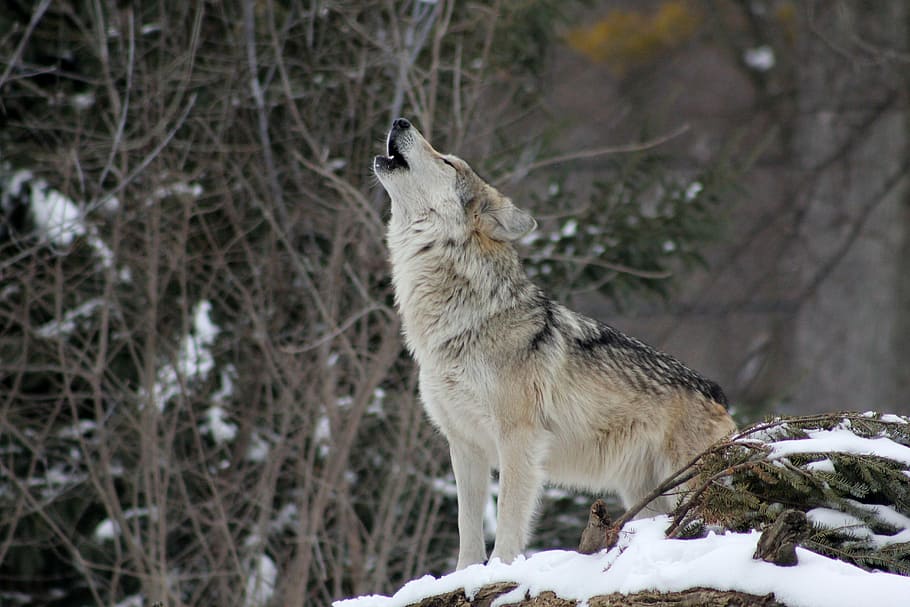 brown, black, wolf, daytime, howling, animal, wild, nature, wildlife, snow
