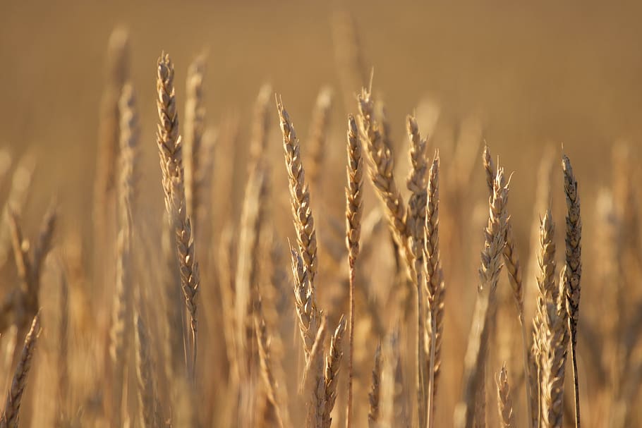 gandum, Latar Belakang, musim gugur, alam, bidang, rumput, pertanian, organik, makanan, panen