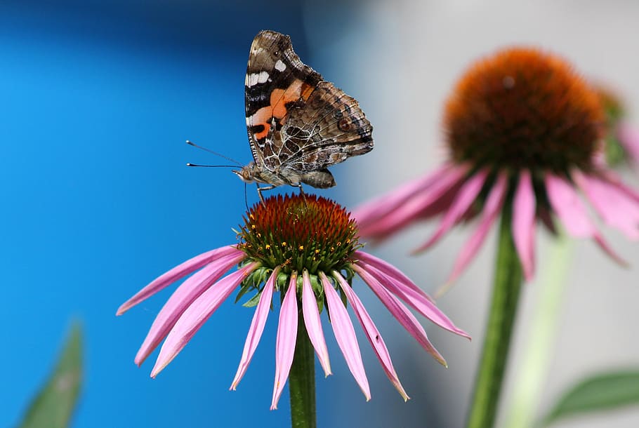 selective, focus photography, painted, lady butterfly, perched, pink, petaled flower, butterfly, echinacea, flower