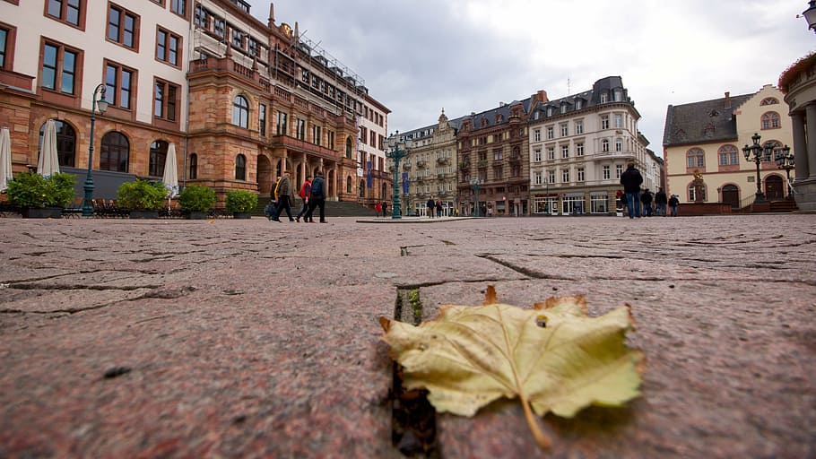 wiesbaden, new town hall, marketplace, leaf, architecture, town hall, leaves, autumn, downtown, city tour