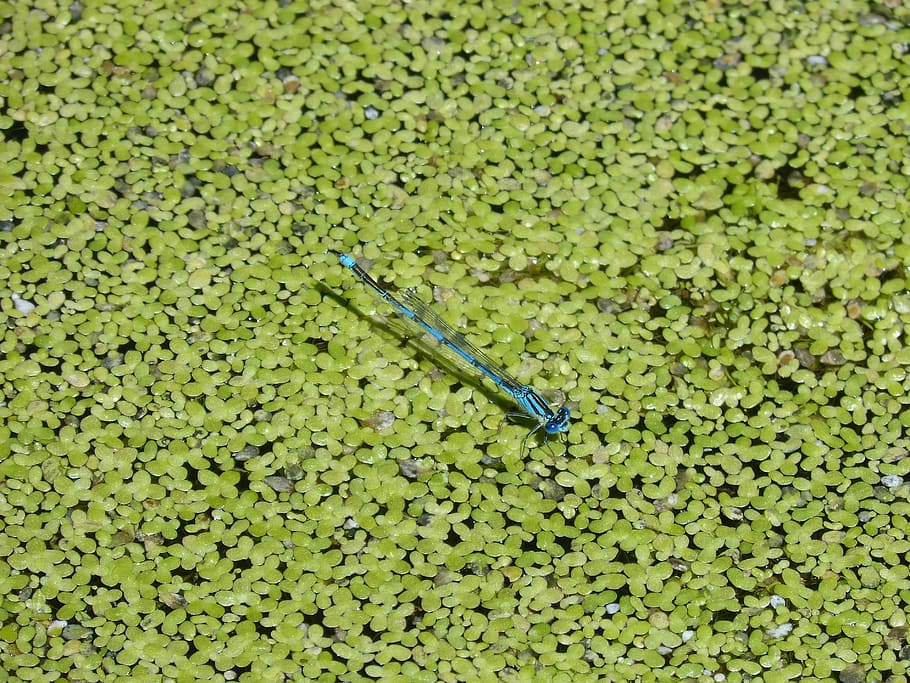 enallagama cyathigerum, Blue, Dragonfly, blue dragonfly, pond, algae, aquatic vegetation, green color, high angle view, golf