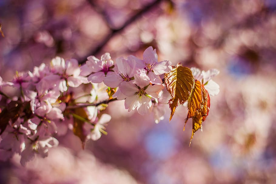 blossoms, nature, pink, cherry blossom, flowers, flower, flowering plant, plant, beauty in nature, freshness