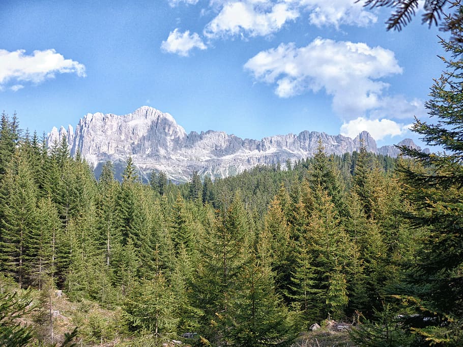 Dolomites, Trees, Forest, mountain, landscape, evergreen, pine tree, tree, cloud - sky, day