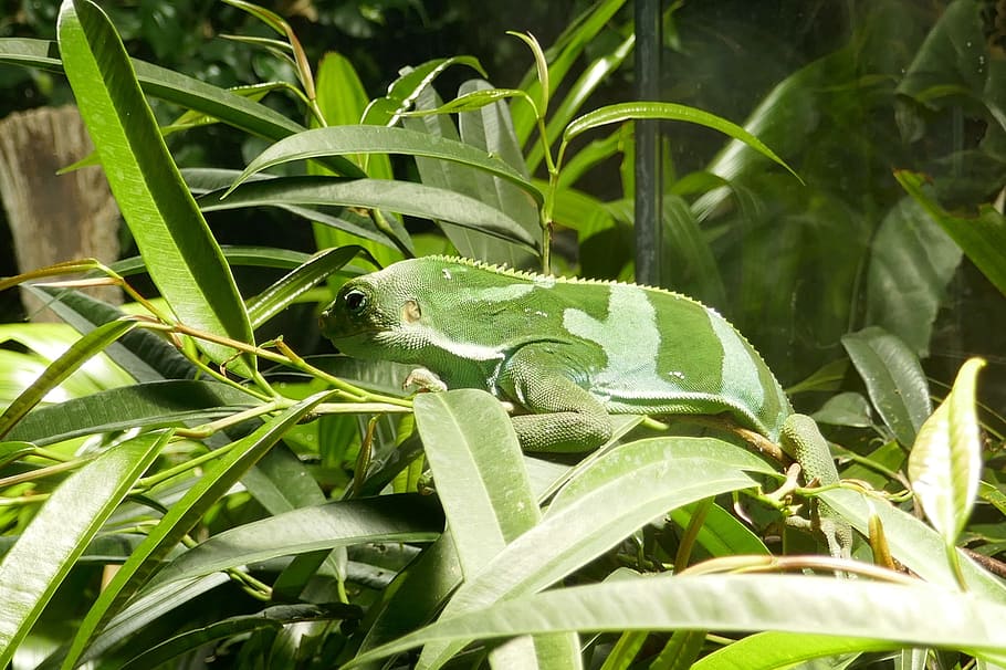 lizard, reptile, plants, green, nature, plant, vivarium, chameleon, animals, animal themes