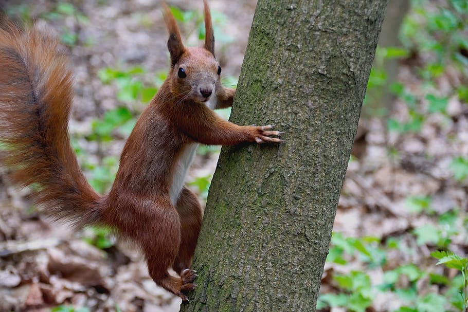 brown, chipmunk, tree trunk, the squirrel, animal, forest, ruda, nature, animals, tree