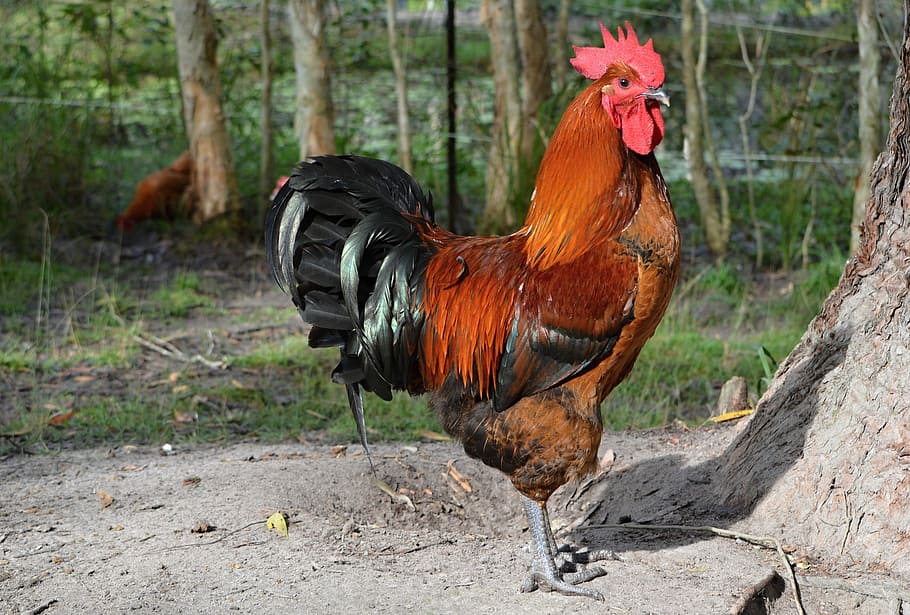 rooster beside tree, rooster, poultry, animals, bird, animal, chicken, farm animal, cock, domestic